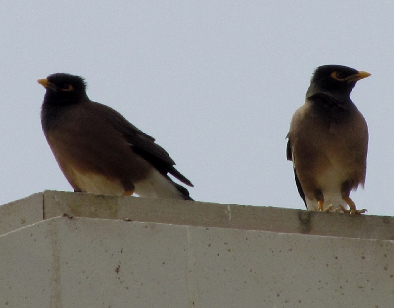 Uccello dall''Oman: Acridotheres tristis